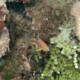picture of Neoglyphidodon crossi