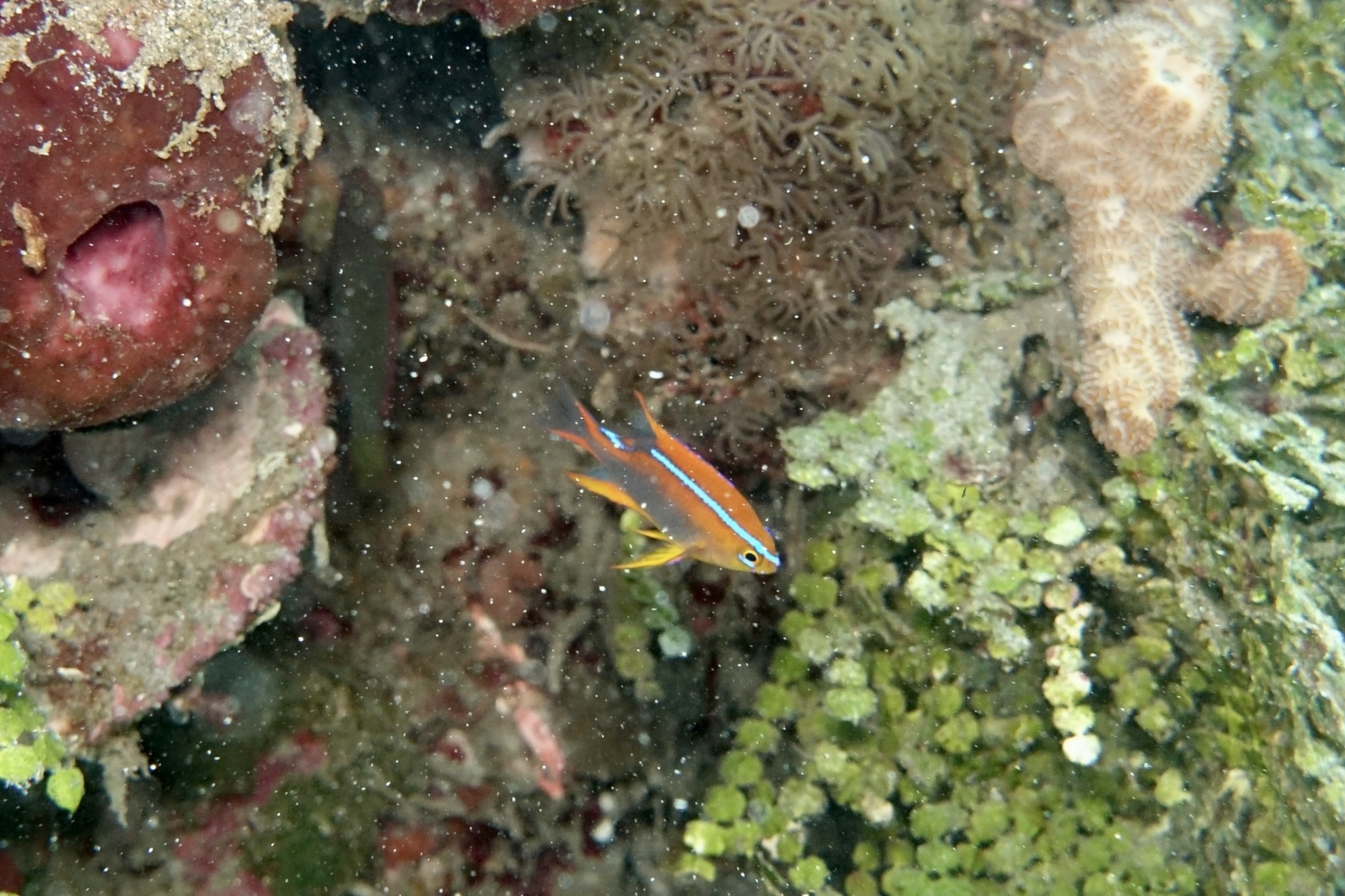 Neoglyphidodon crossi