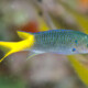 picture of Neopomacentrus azysron