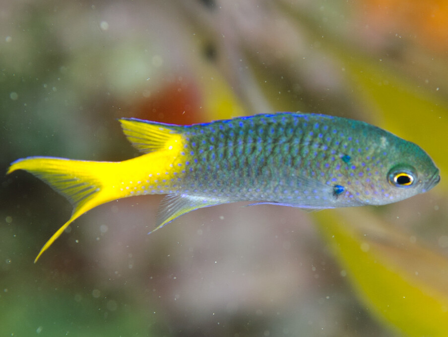 Neopomacentrus azysron