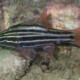 picture of Ostorhinchus cookii