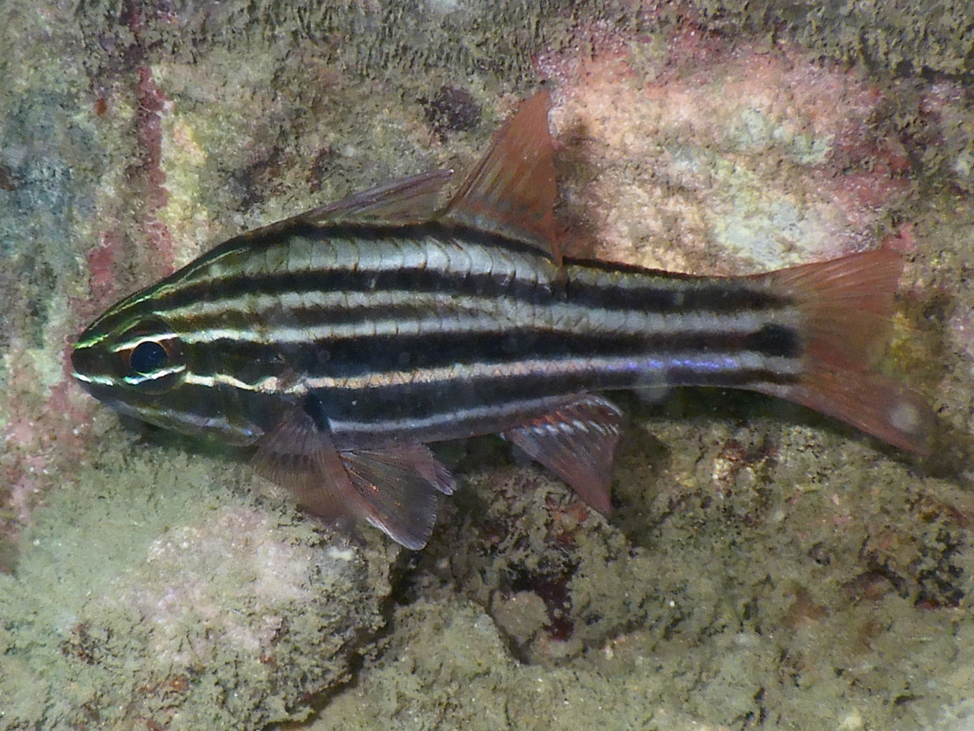 Ostorhinchus cookii