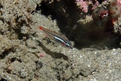 apogon nain Apogonidae