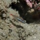 picture of Ostorhinchus parvulus