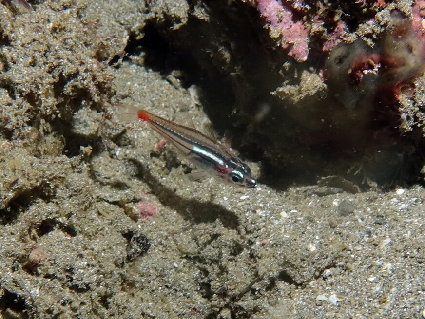 Ostorhinchus parvulus