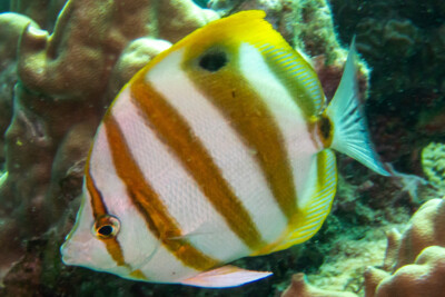 poisson-papillon ocellé Chaetodontidae