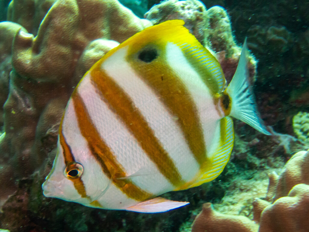 Parachaetodon ocellatus