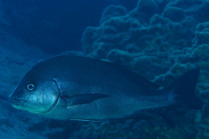 Plectorhinchus mediterraneus