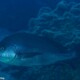 picture of Plectorhinchus mediterraneus