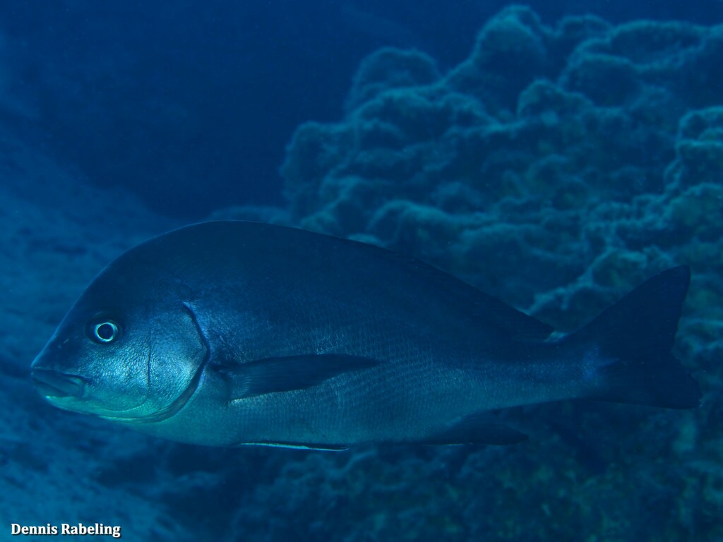 Plectorhinchus mediterraneus