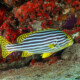 picture of Plectorhinchus vittatus
