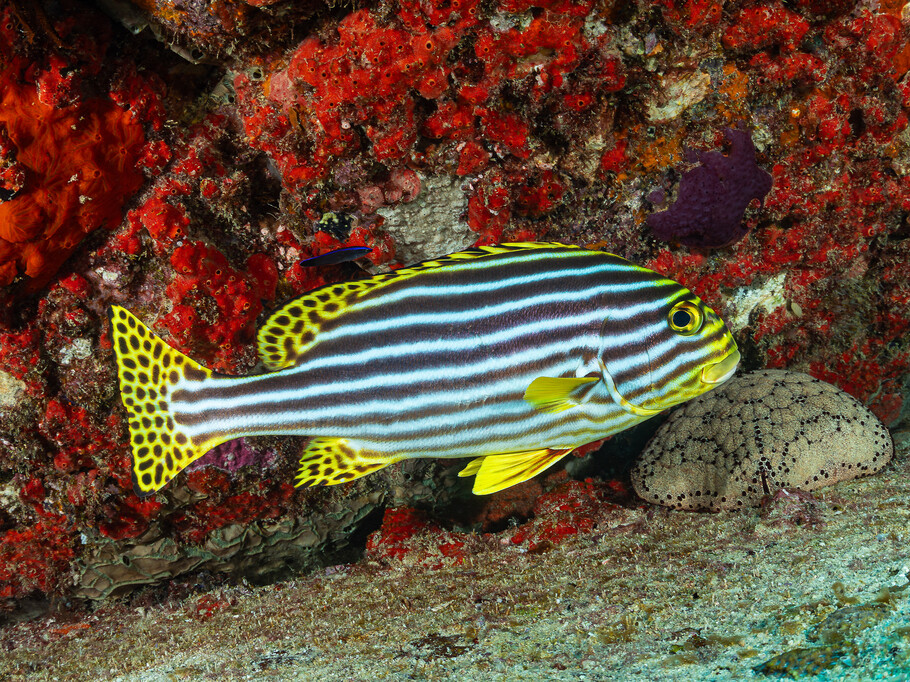 Plectorhinchus vittatus
