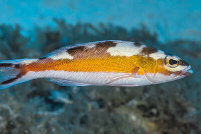 serran tabac Serranidae