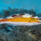 picture of Serranus tabacarius