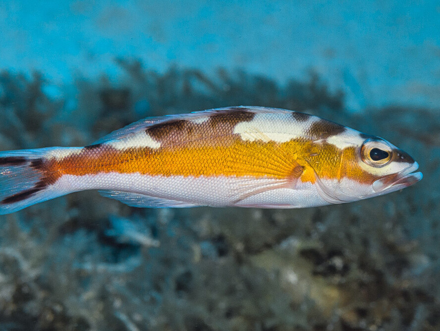 Serranus tabacarius