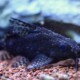 picture of Synodontis eupterus