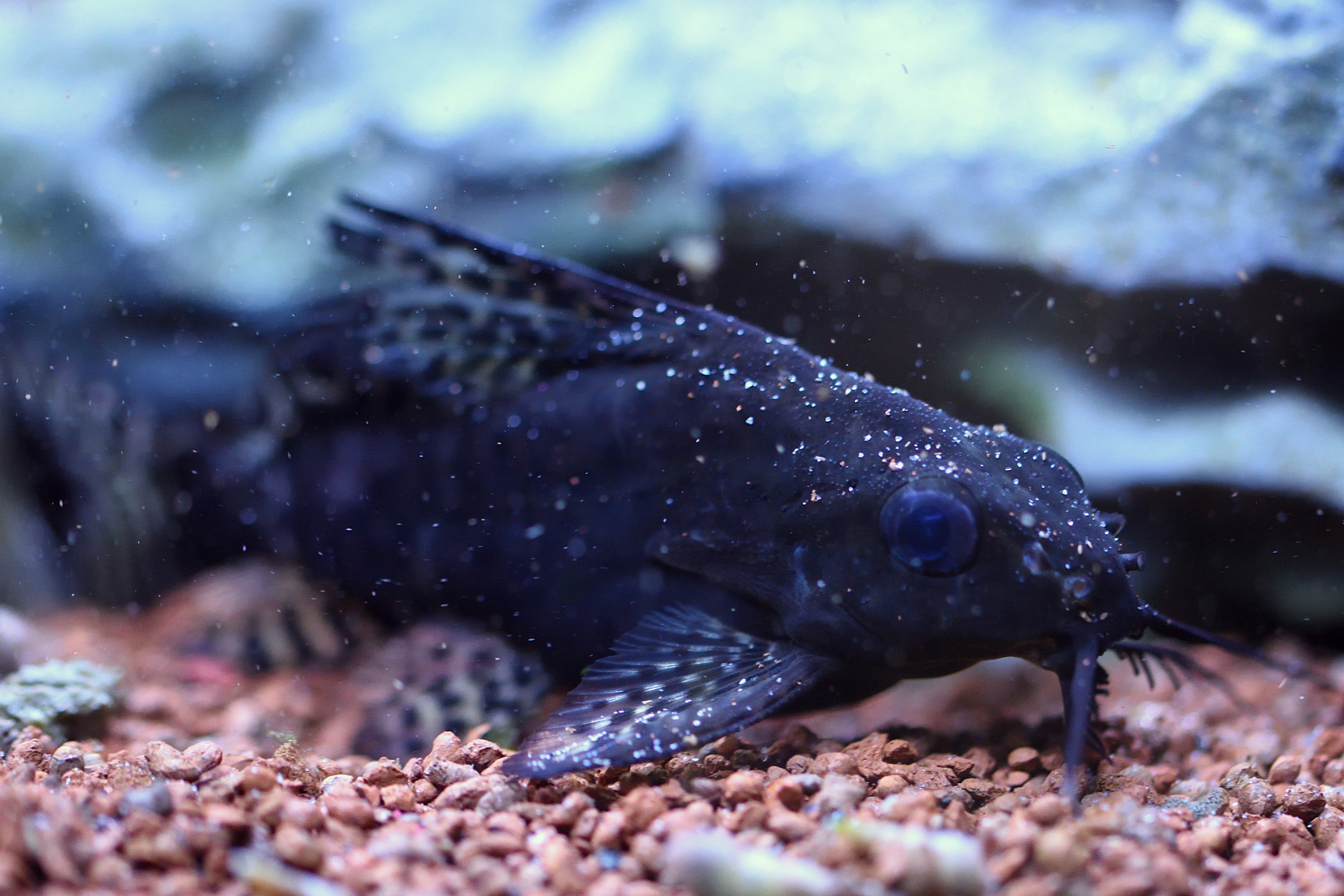 Synodontis eupterus