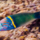 picture of Thalassoma hebraicum