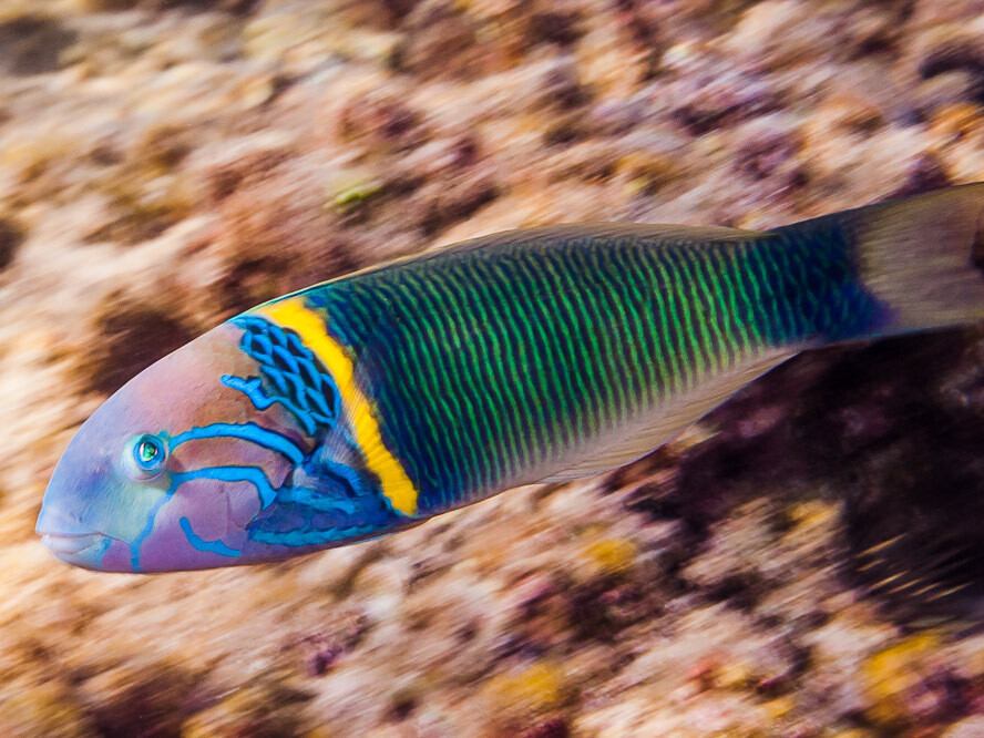 Thalassoma hebraicum