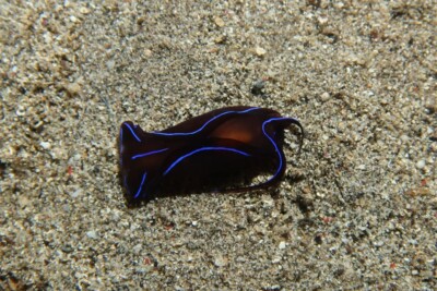 Espèce : chelidonure variable