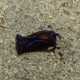 picture of Chelidonura varians