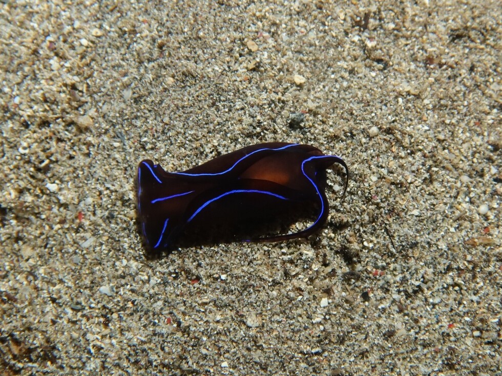 Chelidonura varians