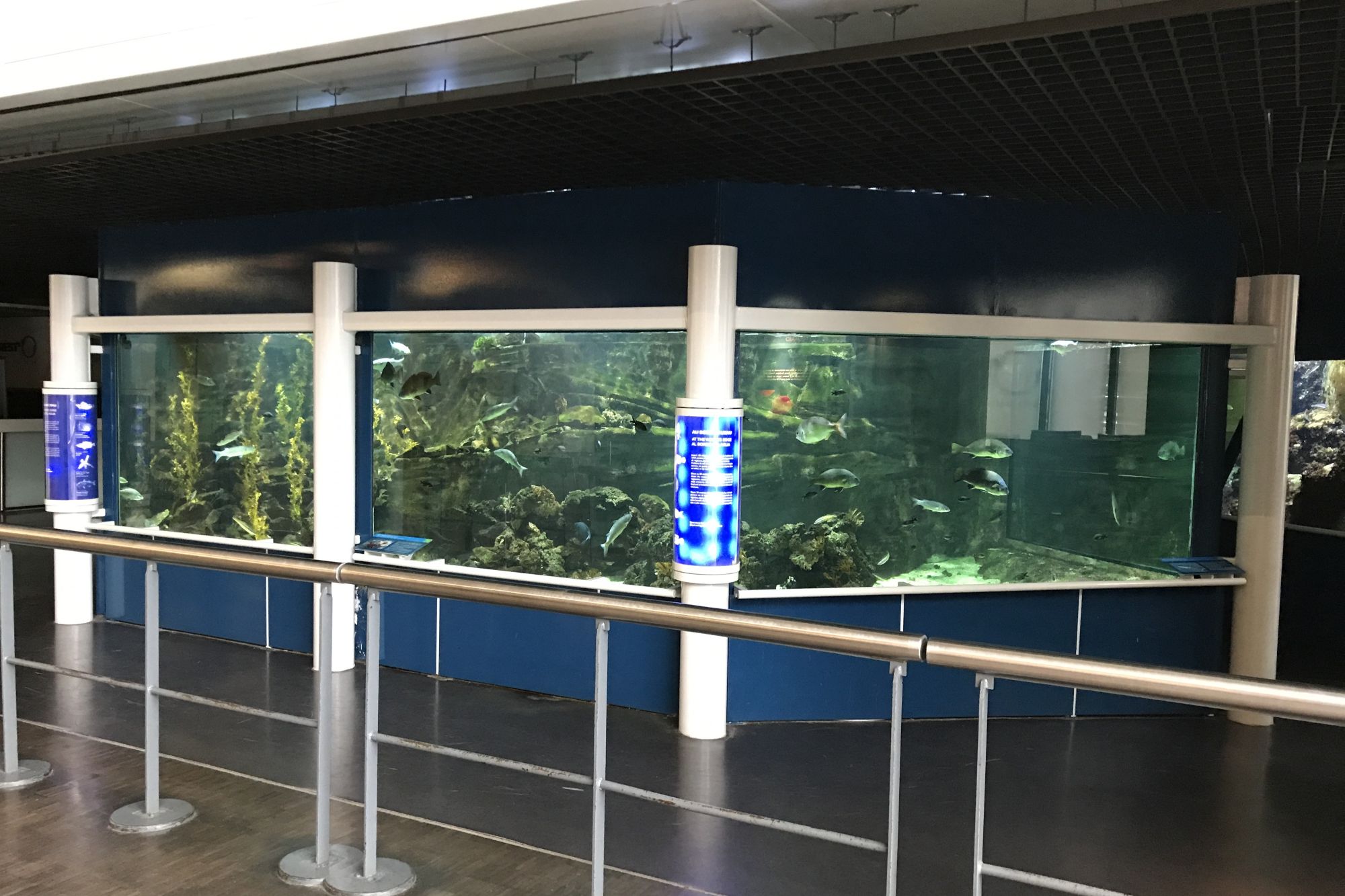 fishes picture
