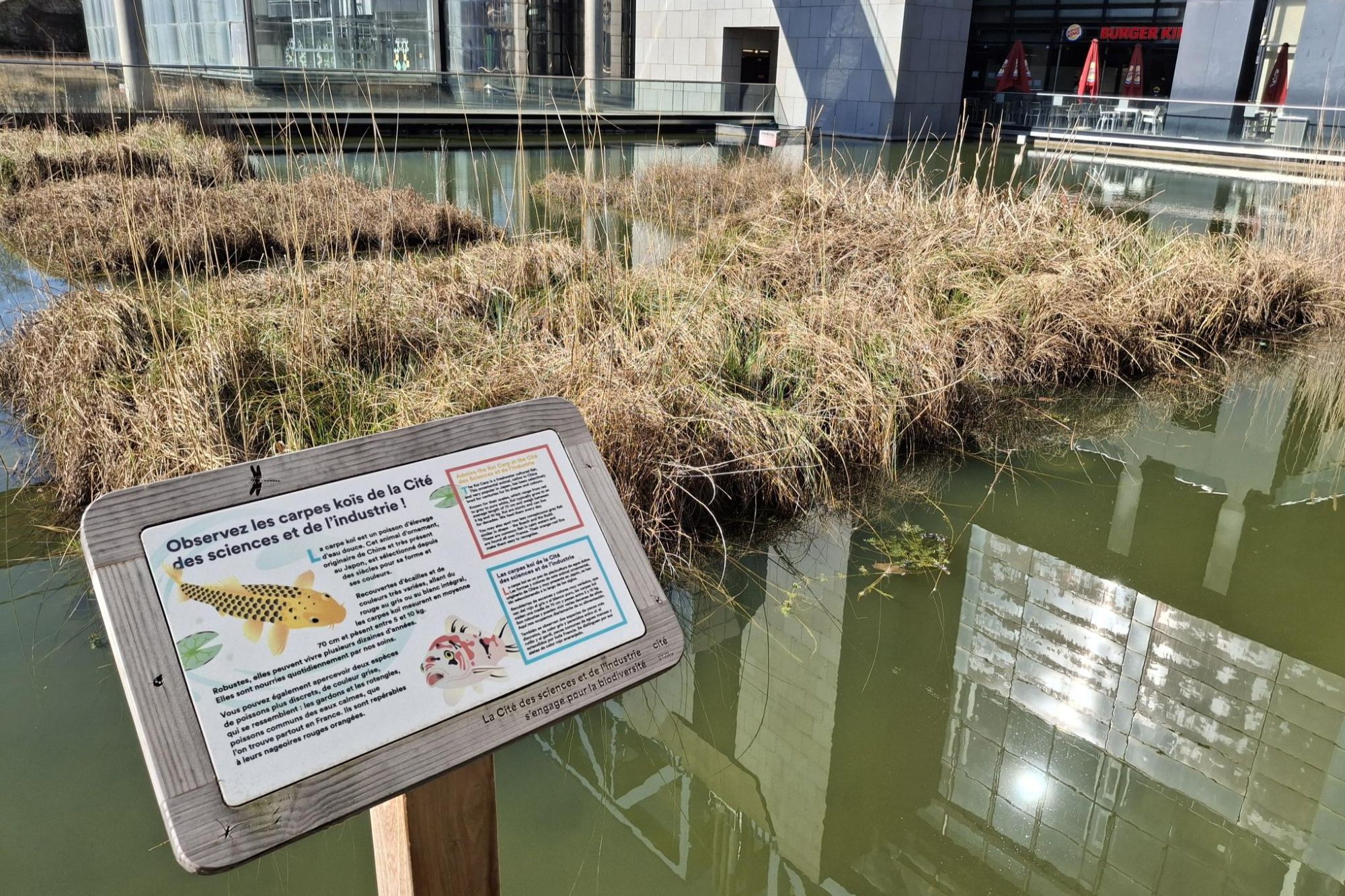 fishes picture