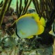 picture of Chaetodon ocellatus