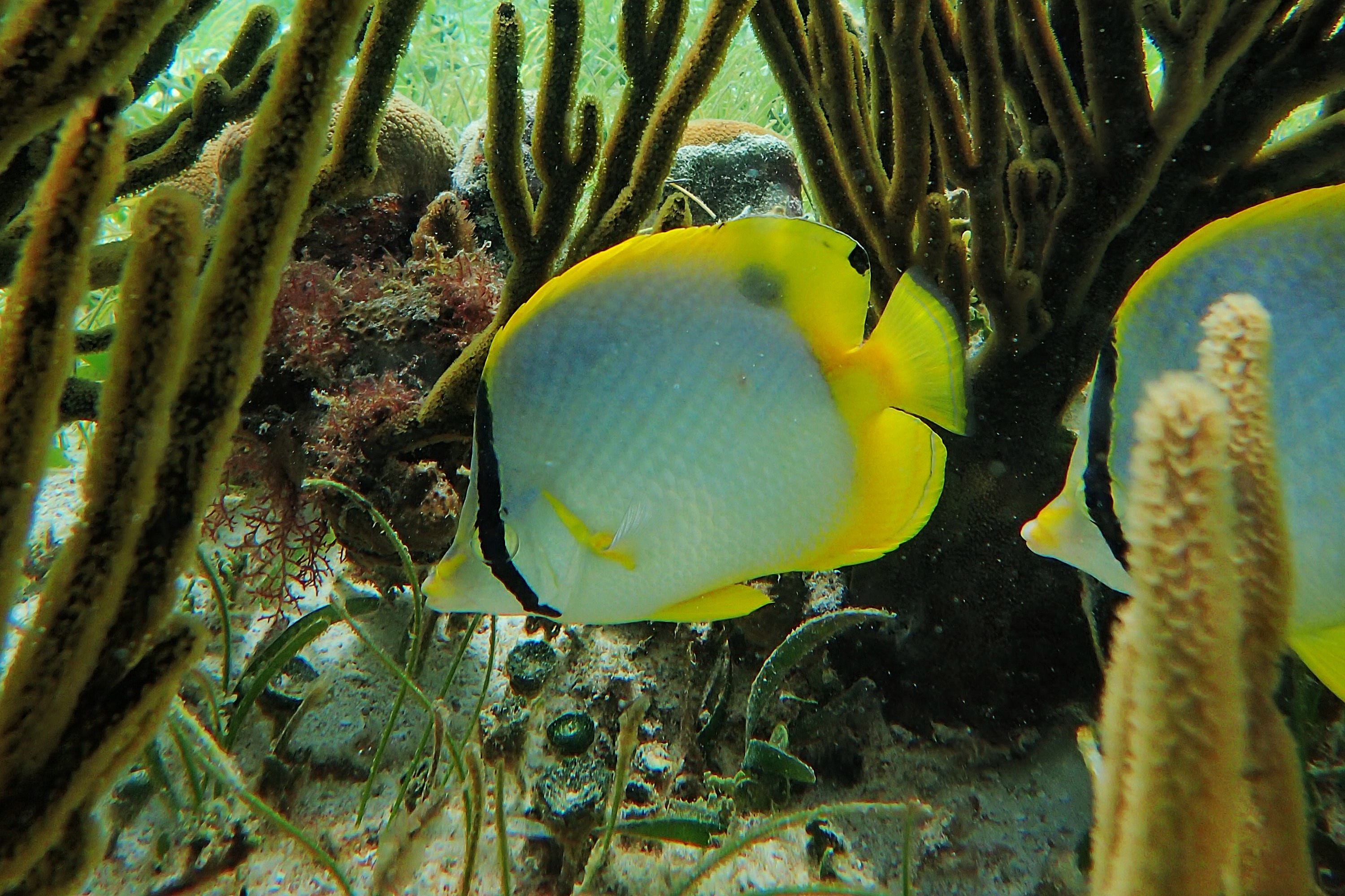 Chaetodon ocellatus