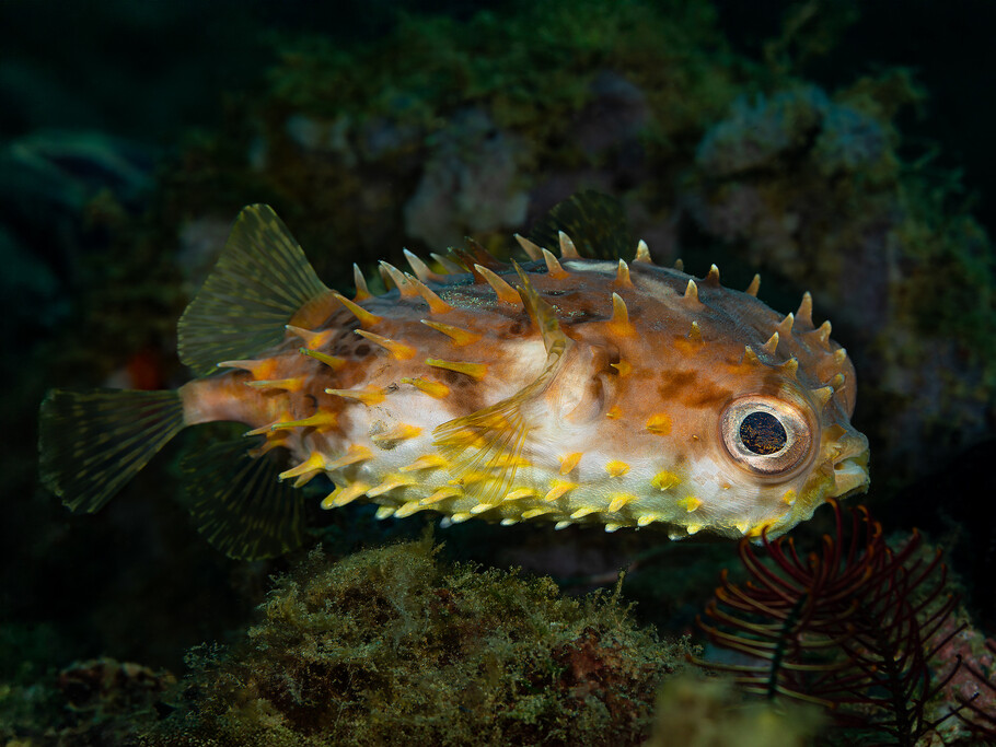 Cyclichthys orbicularis