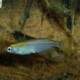 picture of Oryzias latipes