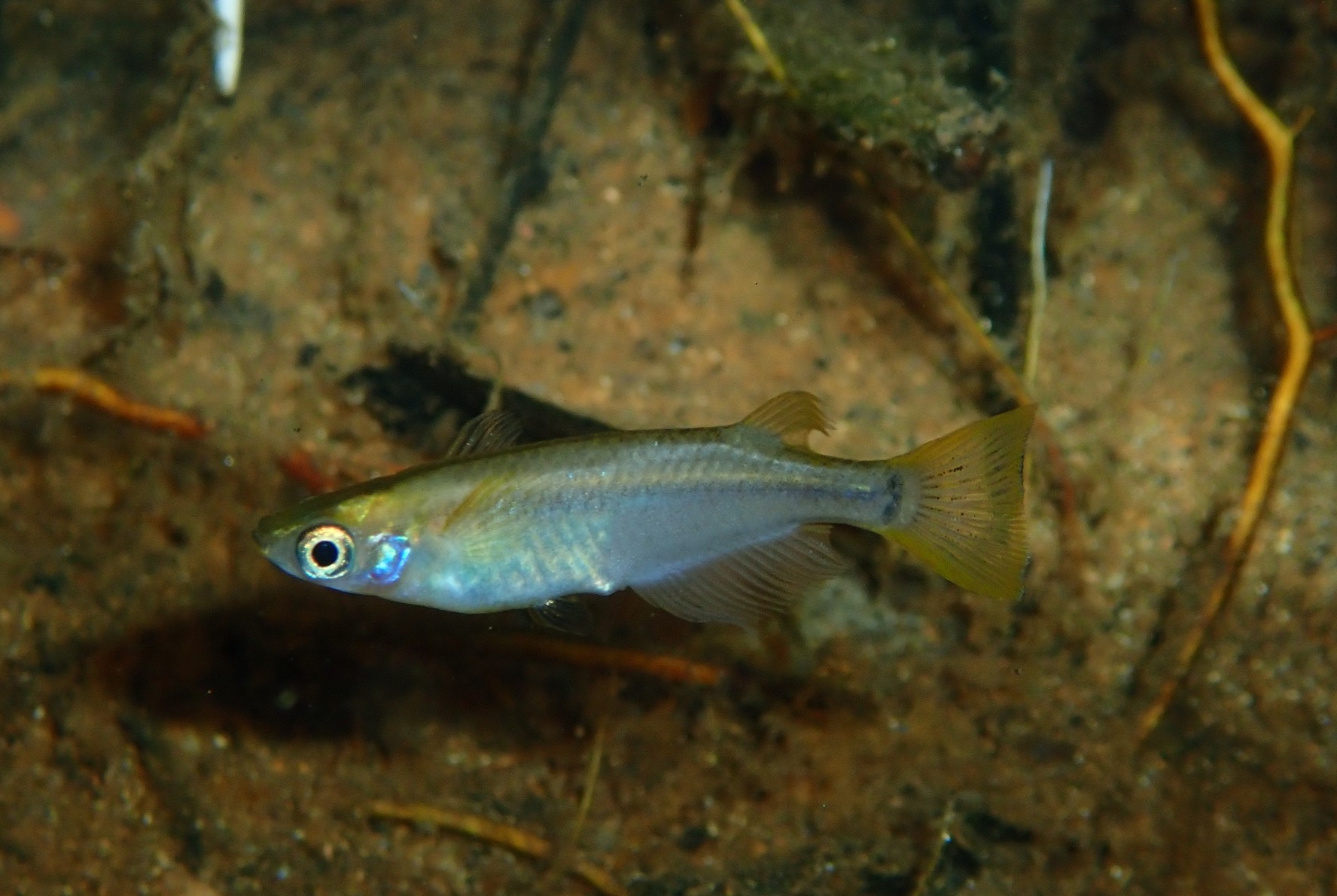 Oryzias latipes