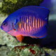 picture of Centropyge bispinosa