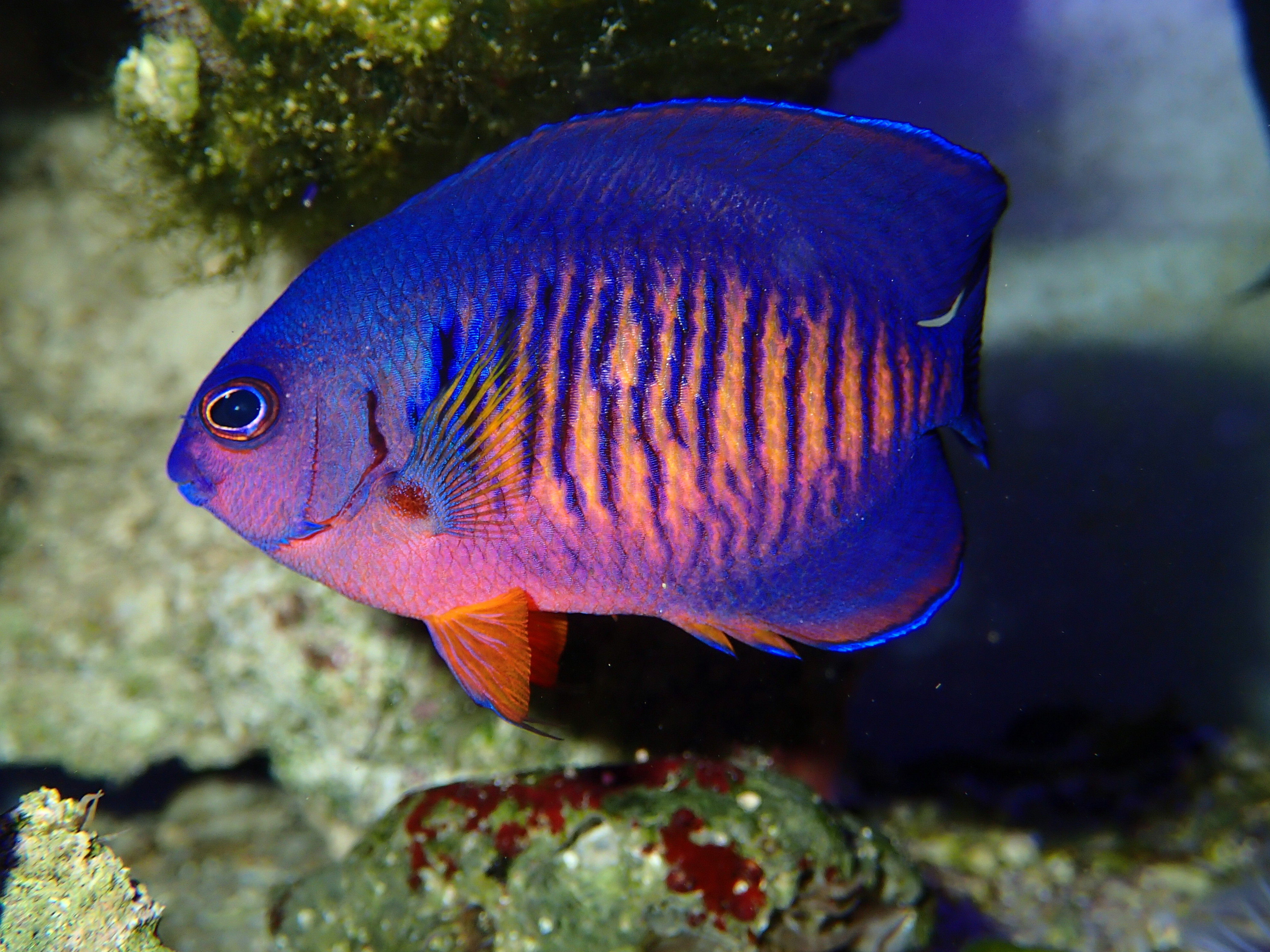 Centropyge bispinosa