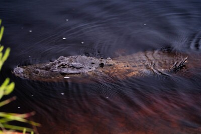 Espèce : Alligator d'Amérique
