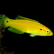 picture of Bodianus bimaculatus