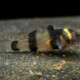 picture of Brachygobius doriae