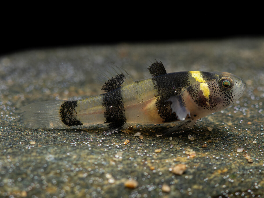 Brachygobius doriae