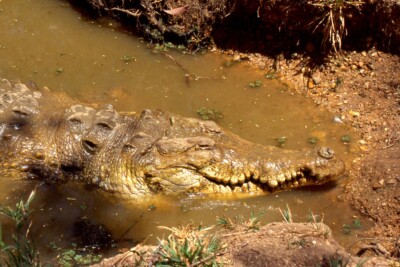 Crocodile de l'Orénoque Crocodylidae
