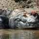 picture of Crocodylus moreletii