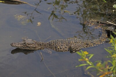 crocodile de Cuba Crocodylidae