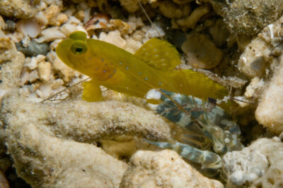 gobie crevette jaune Gobiidae
