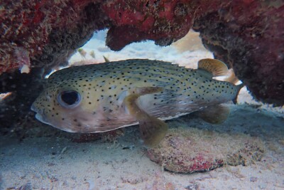 poisson porc-épic Diodontidae