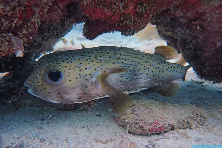 Diodon hystrix - poisson porc-épic