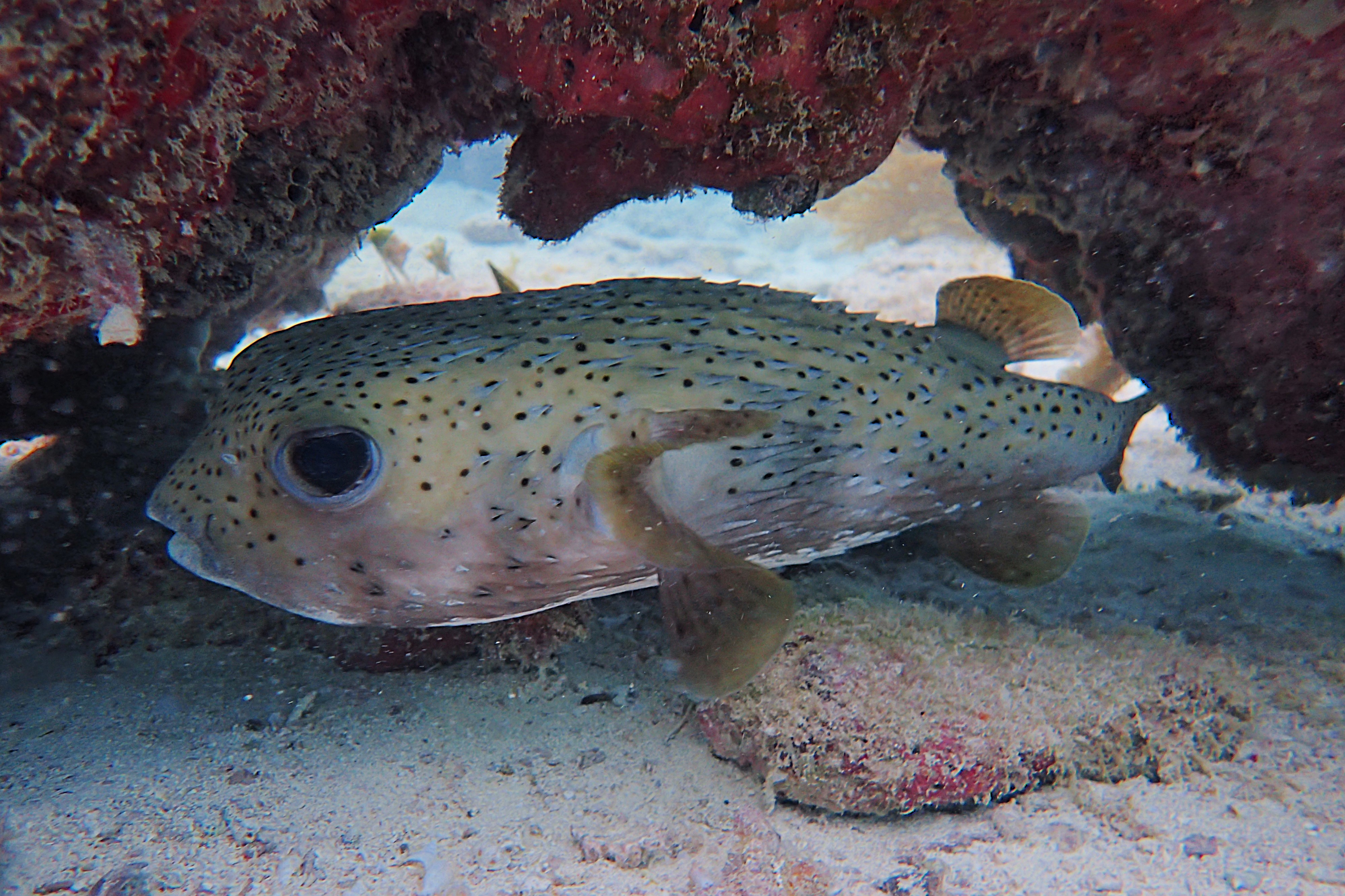 Diodon hystrix