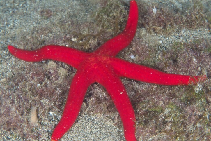 Hacelia attenuata
