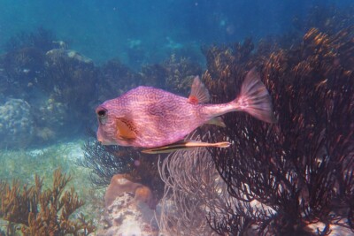 Espèce : poisson-coffre buffle