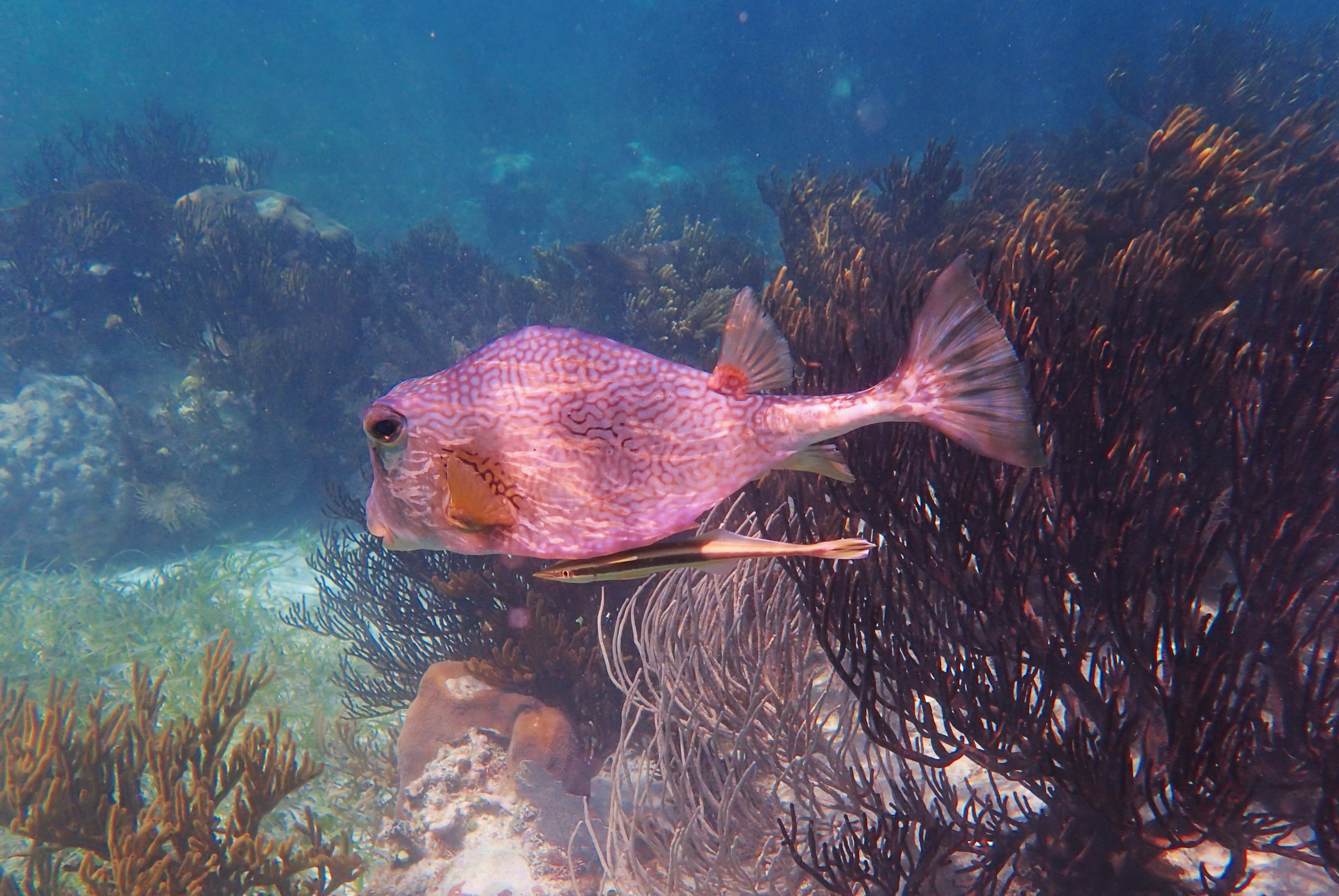 Lactophrys trigonus