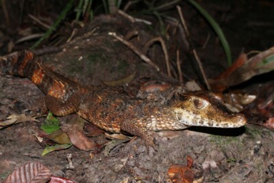caïman de Schneider Alligatoridae